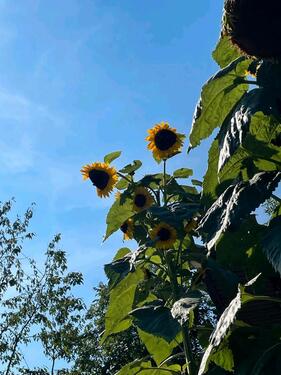 Foto - Eigener Garten in Erlau bei Mittweida