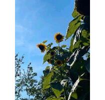 Eigener Garten in Erlau bei Mittweida - Rochlitz