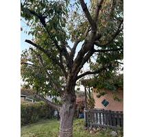 Pachtgarten - 200,00&nbsp;EUR Kaltmiete, ca.&nbsp; 0,00&nbsp;m&sup2; in Zwickau (PLZ: 08060) Zwickau-West