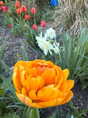 Foto - Kleingarten 75 qm in Dresden-Süd – ruhig & naturnah