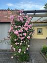 Foto - WOHLFÜHLEN in WAIDHAUS: Helle 3-Zi.-Whg., Balkon + Garten