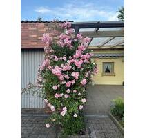 WOHLFÜHLEN in WAIDHAUS: Helle 3-Zi.-Whg., Balkon + Garten