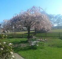 großzügige helle 3Zi.OG Whg. zu vermieten - Rodewald