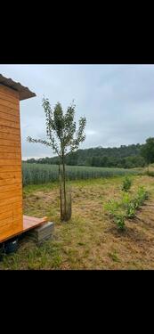 Foto - Garten Freizeit Grundstück in Remseck am Neckar