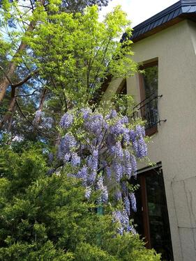 Foto - 8 Zimmer Einfamilienhaus zum Kaufen in Wildau