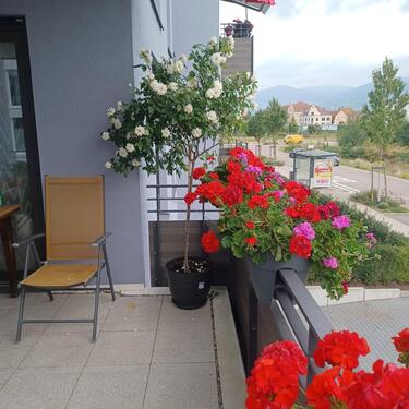 Foto - Etagenwohnung in Achern zum Kaufen