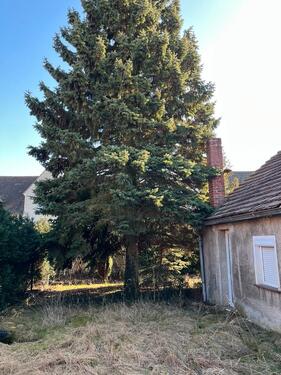 Foto - Bauernhaus, Landhaus in Niesky zum Kaufen