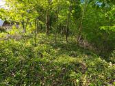 Foto - Gartengrundstück in Heidelberg Handschuhsheim