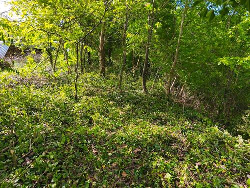 Foto - Gartengrundstück in Heidelberg Handschuhsheim