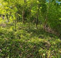 Gartengrundstück in Heidelberg Handschuhsheim