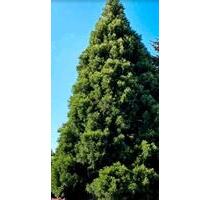 Du suchst ein Haus zum Wohnen und Arbeiten? Eine Oase der Ruhe - Bördeland