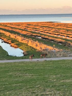 Foto - 5 Zimmer Einfamilienhaus zur Miete in Klanxbüll