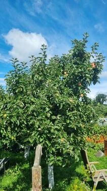 Foto - Grundstück in Mölln