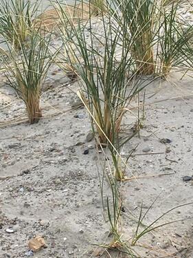 Foto - Neubauähnliche 2 Zimmer ETW in Top Lage von Laboe