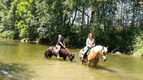 Foto - Ferienwohnungen auf BauernhofPonyhof im Allgäu