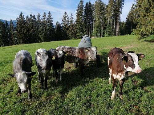 Foto - andere in Wertach zur Miete