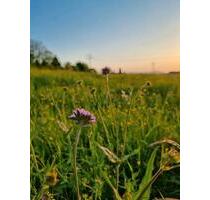 Kleingarten Acker zu Verpachten - Schorndorf