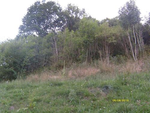 Foto - Waldgrundstücke 2 st - 4,00 EUR Kaltmiete, ca.  0,00 m²