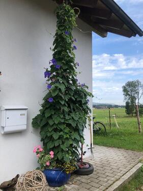 Foto - Dachgeschoßwohnung in Durach zur Miete