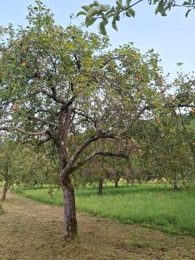 Foto - Streuobstwiese in Dettingen Erms