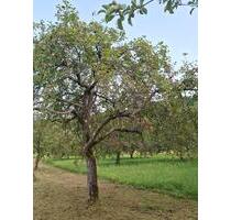 Streuobstwiese in Dettingen Erms - Filderstadt