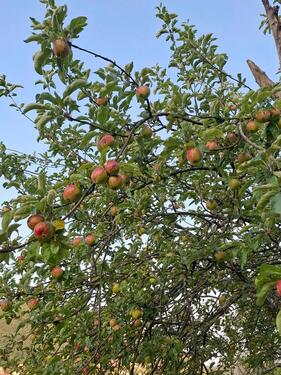 Foto - Grundstück zur Miete in Filderstadt