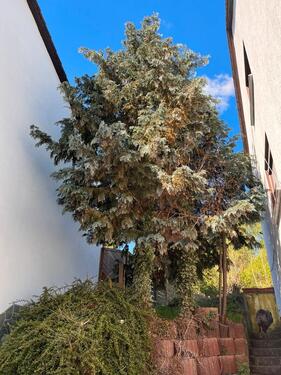 Foto - Einfamilienhaus in Runkel