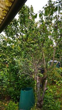 Foto - Garten in Kleinanlage zu verpachten