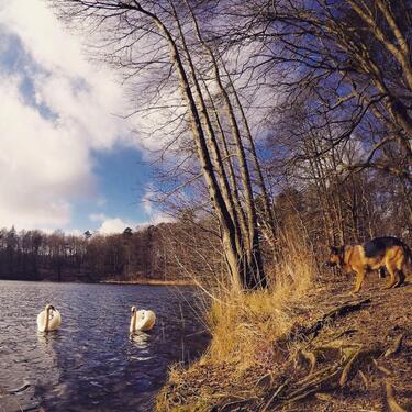 Foto - andere zur Miete in Büchen