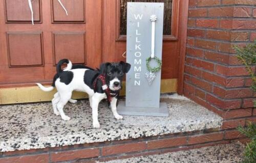 Foto - Ferienwohnung Monteurswohnung Westoverledingen Ostfriesland