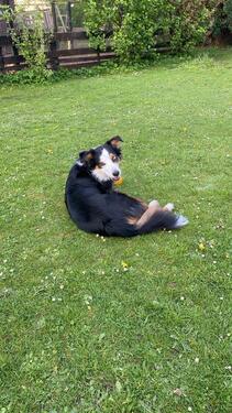 Foto - andere in Jübek zur Miete