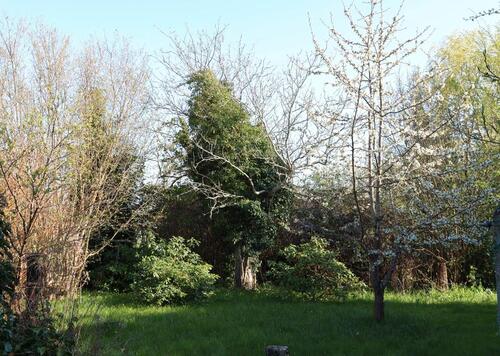 Foto - 4 Zimmer Einfamilienhaus in Ribnitz-Damgarten