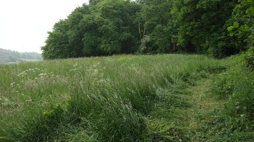 Foto - Wiese, Weide, Freizeitgrundstück zu verpachten