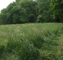 Wiese, Weide, Freizeitgrundstück zu verpachten - Velbert Langenberg