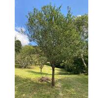 Erster Monat kostenlos! Streuobstwiese Freizeitgrundstück nahe Stuttgart zu verpachten 50 € - Weilheim an der Teck