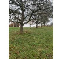 Streuobstwiese, Wiese, Stückle, Garten - Dettingen unter Teck