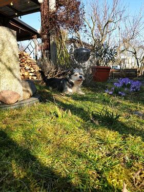Foto - Grundst&uuml;ck zur Miete in Magdeburg