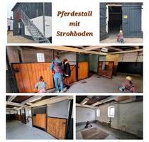 Pferdestall ab sofort zu vermieten - Lasbek