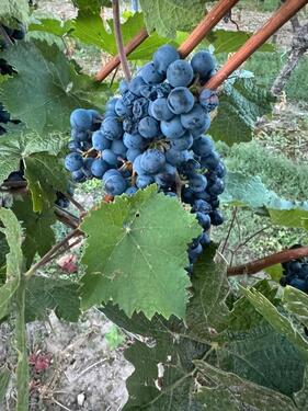 Foto - Weinberge Großkarlbach - 250,00 EUR Kaltmiete, ca.  0,00 m²