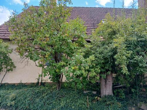Foto - Einfamilienhaus in Wildberg zum Kaufen