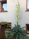 Foto - Einfamilienhaus in Laage