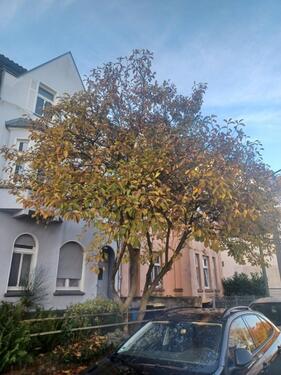 Foto - Modernisierte Altbauwohnung in Essen Katernberg