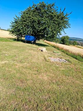 Foto - Baumgrundstück Streuobstwiese - 400,00&nbsp;EUR Kaltmiete, ca.&nbsp; 20,00&nbsp;m&sup2;