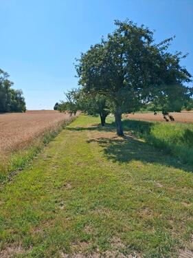 Foto - Grundst&uuml;ck zur Miete in Illingen