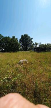 Foto - Grundst&uuml;ck zur Miete in Baruth/Mark