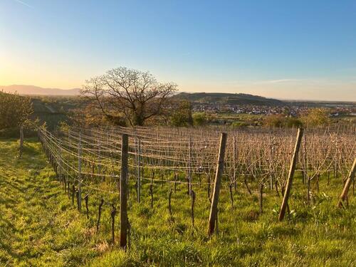Foto - Rebgrundstücke zu verpachten - 49,00&nbsp;EUR Kaltmiete, ca.&nbsp; 0,00&nbsp;m&sup2;