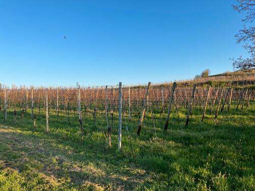 Foto - Grundst&uuml;ck zur Miete in March