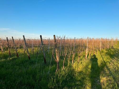 Foto - Grundst&uuml;ck in March