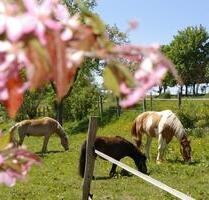 Urlaub BauernhofFeWo Urlaub mit Kindern * Pferde *Tiere *reiten - Zeulenroda-Triebes