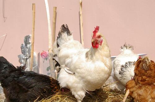 Foto - andere zur Miete in Zeulenroda-Triebes